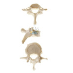Vertebrae model